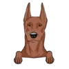 German Pinscher 2