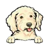 Goldendoodle (Cream)