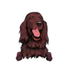 Irish Setter 2