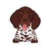 German Shorthaired Pointer 3