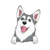 Husky 1