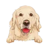 Golden Retriever (Cream)