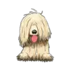 Komondor 2