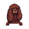 Irish Water Spaniel