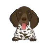 German Shorthaired Pointer 1
