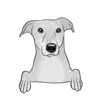 Greyhound 1