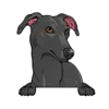 Greyhound (Black)