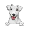 Jack Russell Terrier 4