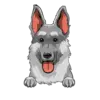 German Shepherd 2