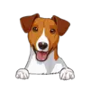 Jack Russell Terrier 2