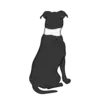American Stafford Terrier 1