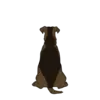 Airedale Terrier 3