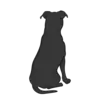 American Stafford Terrier 3