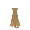 Airedale Terrier 5