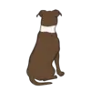 American Stafford Terrier 2