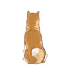 Akita Inu 5