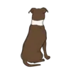 American Stafford Terrier 2