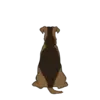 Airedale Terrier 2
