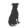 American Stafford Terrier 3