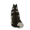 Alaskan Malamute 2