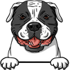 American Bulldog3